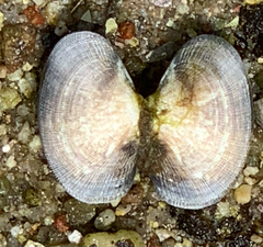 Ruditapes philippinarum