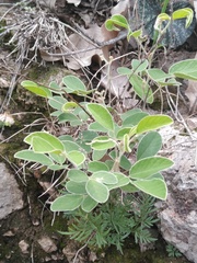 Senna bauhinioides