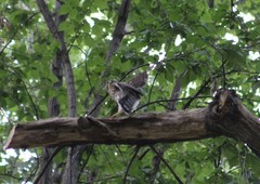 Accipiter cooperii