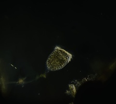 Campanella