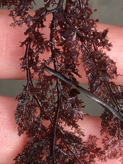 Microcladia coulteri