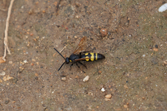 Scolia fuciformis