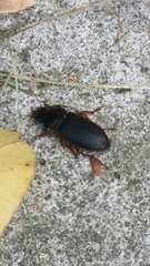 Harpalus rufipes
