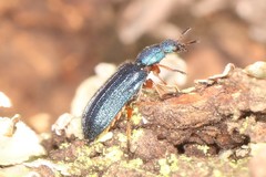 Melyris rufiventris