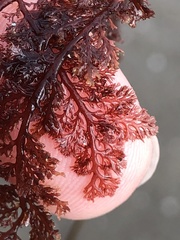 Microcladia coulteri