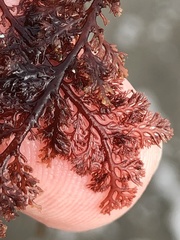 Microcladia coulteri