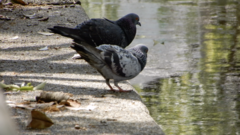 Columba livia domestica