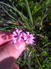Silene colorata