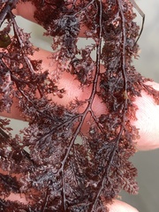 Microcladia coulteri