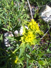 Euphorbia serrata