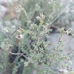 Eriocephalus punctulatus