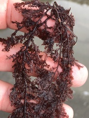 Microcladia coulteri