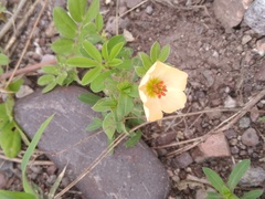 Kallstroemia rosei
