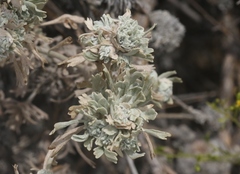 Rhopalomyia cramboides