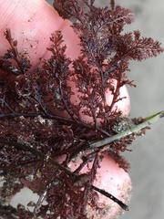 Microcladia coulteri