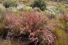Erica daphniflora