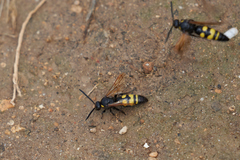 Scolia fuciformis