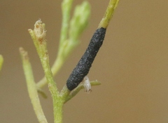 Asteromyia gutierreziae