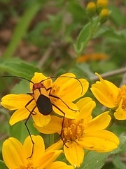 Metaleptus pyrrhulus