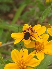 Metaleptus pyrrhulus