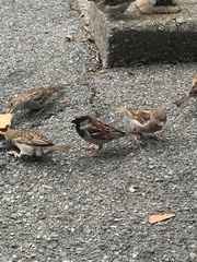Passer domesticus