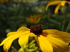 Halictus ligatus
