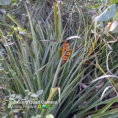 Bromelia antiacantha