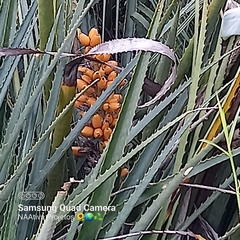 Bromelia antiacantha