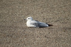 Larus delawarensis