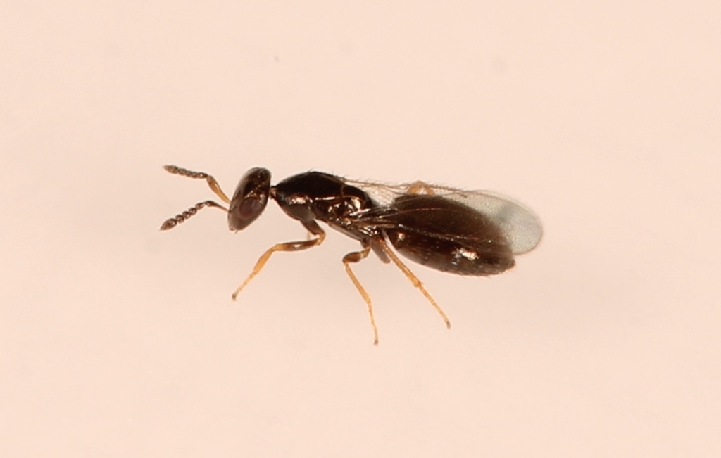 Melittobia