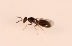Melittobia acasta