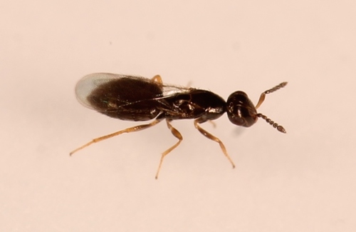 Melittobia