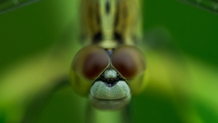Diplacodes trivialis