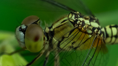 Diplacodes trivialis