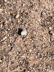 Euphilotes centralis