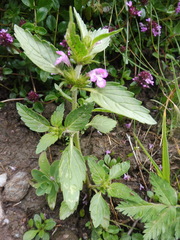 Galeopsis ladanum