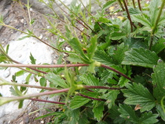 Potentilla crantzii