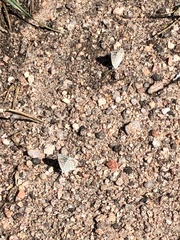 Euphilotes centralis