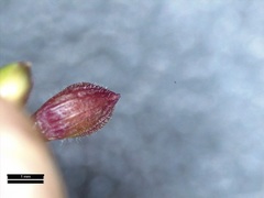 Dichanthelium commutatum commutatum