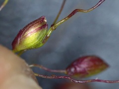 Dichanthelium commutatum commutatum