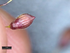 Dichanthelium commutatum commutatum