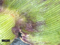 Dichanthelium commutatum commutatum