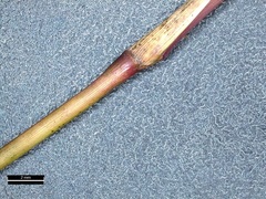 Dichanthelium commutatum commutatum