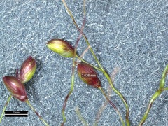 Dichanthelium commutatum commutatum