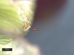 Dichanthelium commutatum commutatum