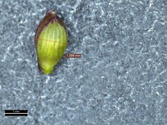 Dichanthelium commutatum commutatum