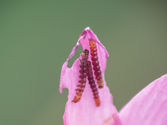 Polytela gloriosae