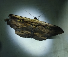 Anisoneura aluco