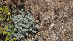 Odontarrhena tortuosa