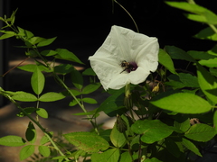 Ptilothrix bombiformis